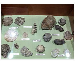 Sección Ciencias Naturales del Museo 